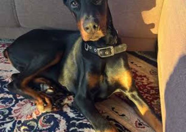 Dobermann