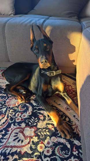 Dobermann