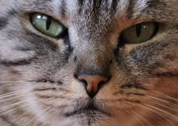 La giornata dei gatti