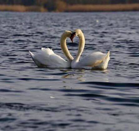 I cigni di san Valentino