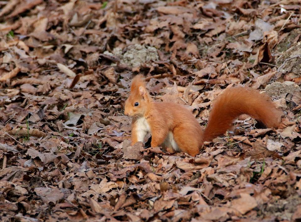 Lo scoiattolo di Parco Zanzi