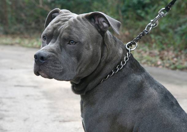 pitbull