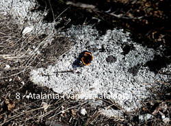 Teresio Colombo e le piante del Poggio e del Villaggio Cagnola