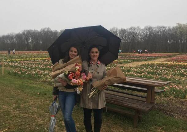 Tulipani italiani