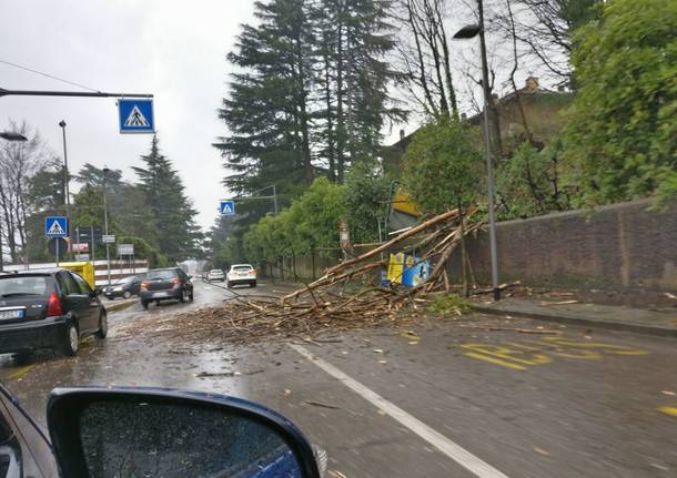 Albero viale ippodromo