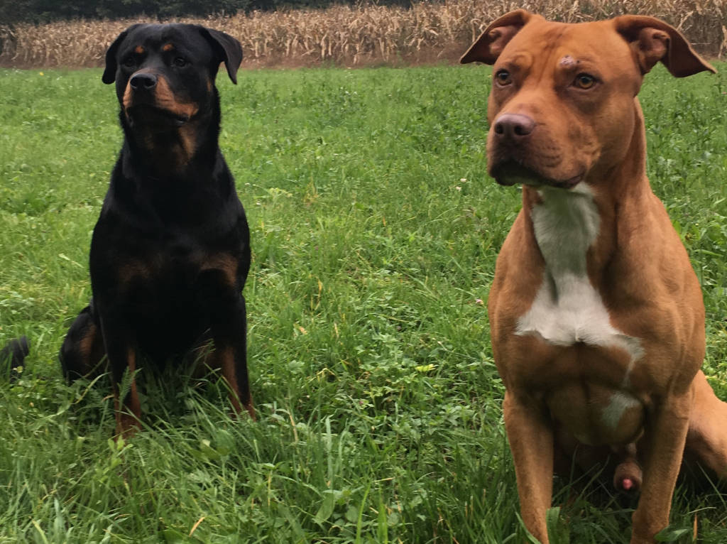 Ares e Athena