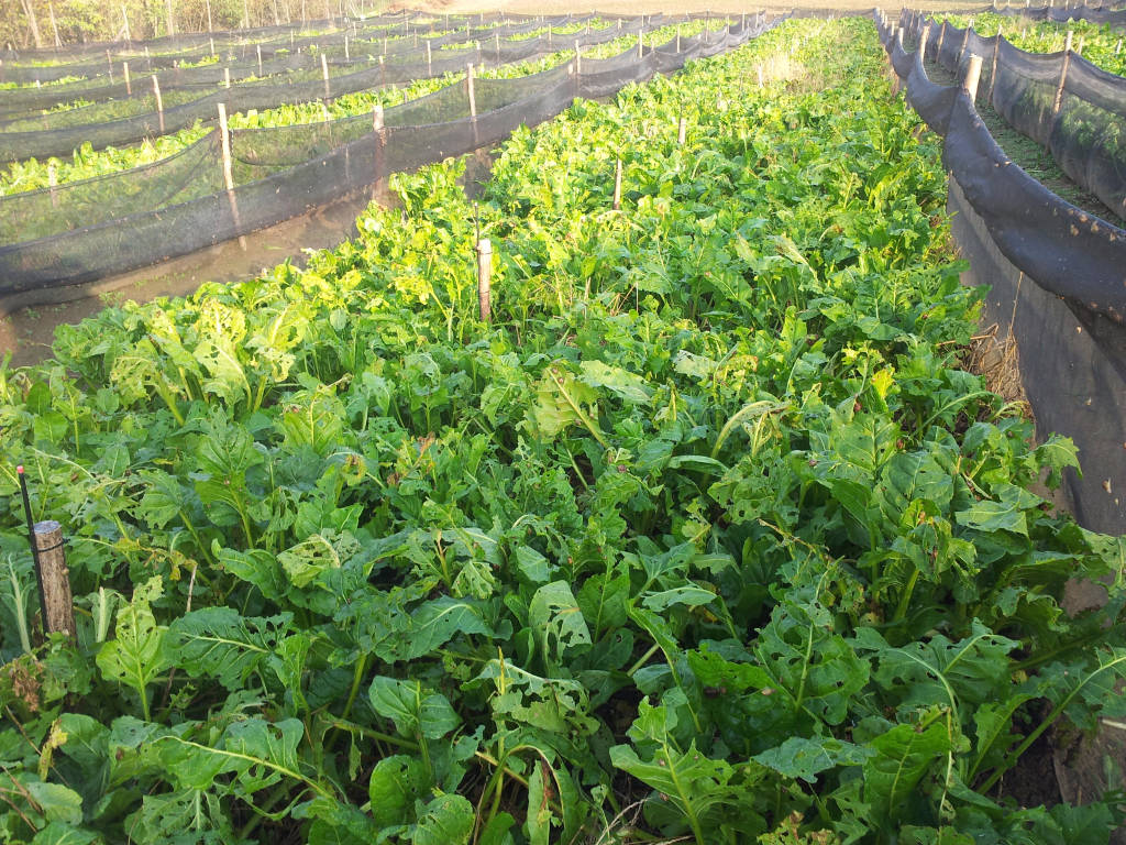 Arriva la Crema di Lumaca di Varese