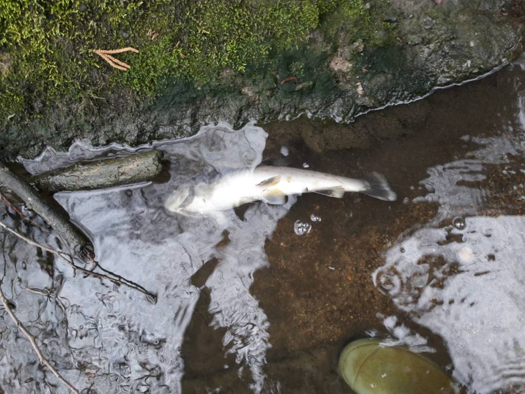 Moria di pesci nello Strona tra Mornago e Vergiate