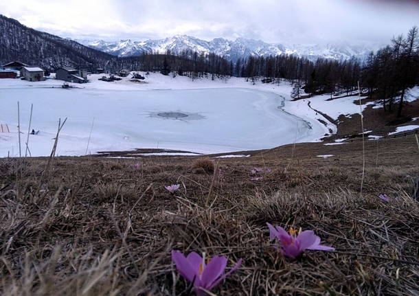 Rosanna in val d’Aosta