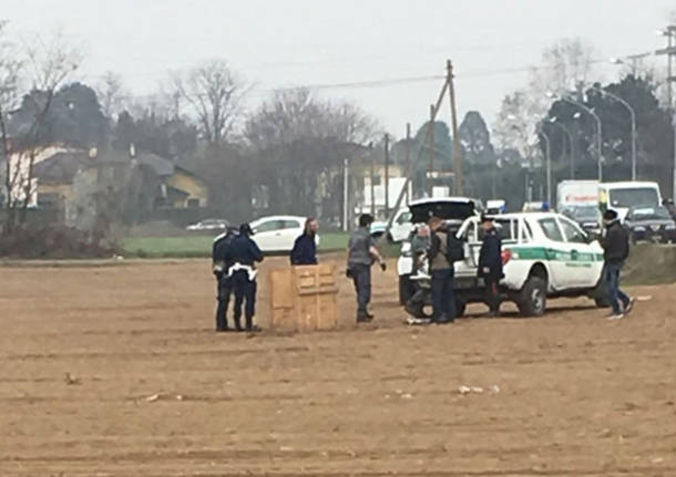 cattura cinghiale polizia locale busto arsizio