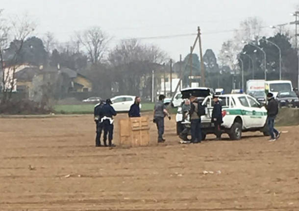 cattura cinghiale polizia locale busto arsizio