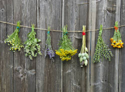 erbe officinali