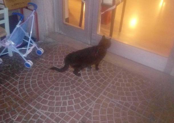 Trovato un gatto nero a Varese