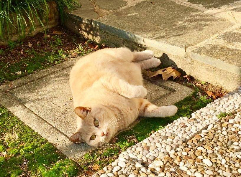 Gatto scomparso a Induno