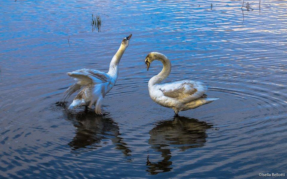 Il corteggiamento dei cigni