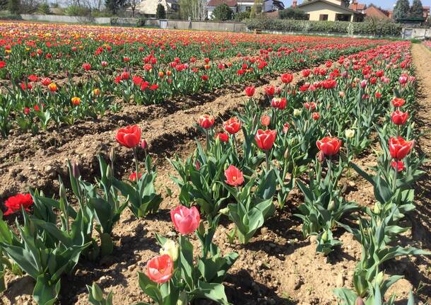 Tulipani Opening