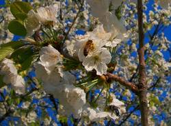 La primavera di Antonio Kawasaki