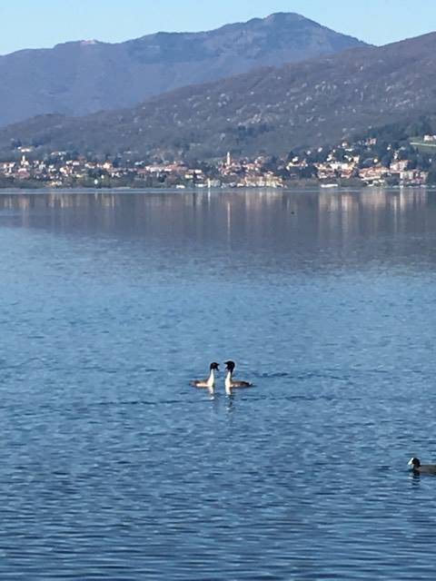 Lido di Cazzago Brabbia