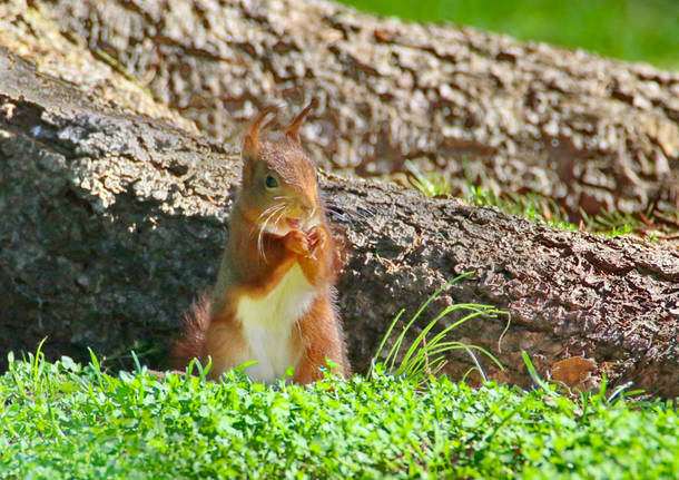 Scoiattolino al Parco Zanzi