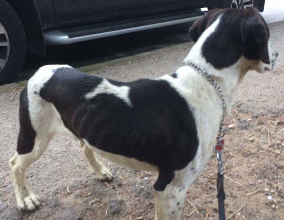 cane bianco e nero