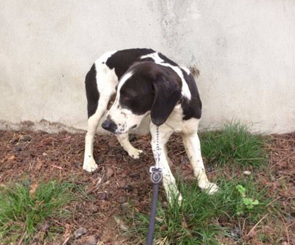 cane bianco e nero
