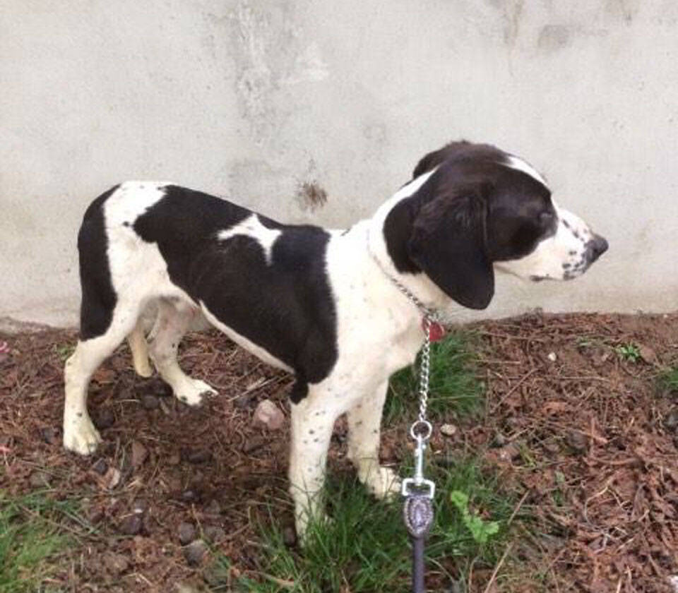 cane bianco e nero
