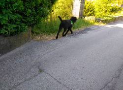 Continuano le ricerche dell\'anziano disperso