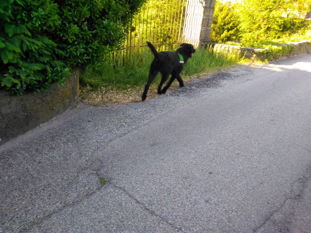 Continuano le ricerche dell\'anziano disperso