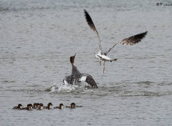 Alla foce del Tresa una piccola Camargue