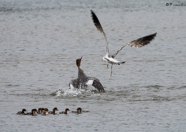 Alla foce del Tresa una piccola Camargue