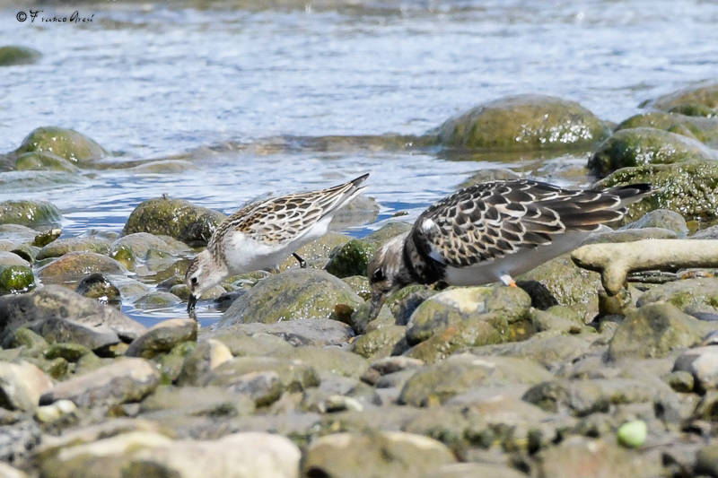 Alla foce del Tresa una piccola Camargue