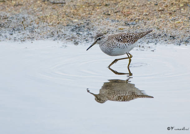 Alla foce del Tresa una piccola Camargue