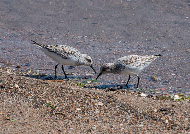 Alla foce del Tresa una piccola Camargue