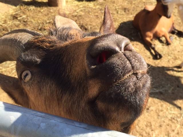 Il rifugio degli animali felici