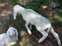 Il rifugio degli animali felici