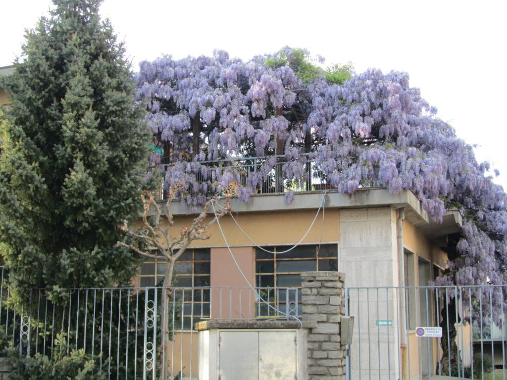 Il glicine coi capelli bianchi