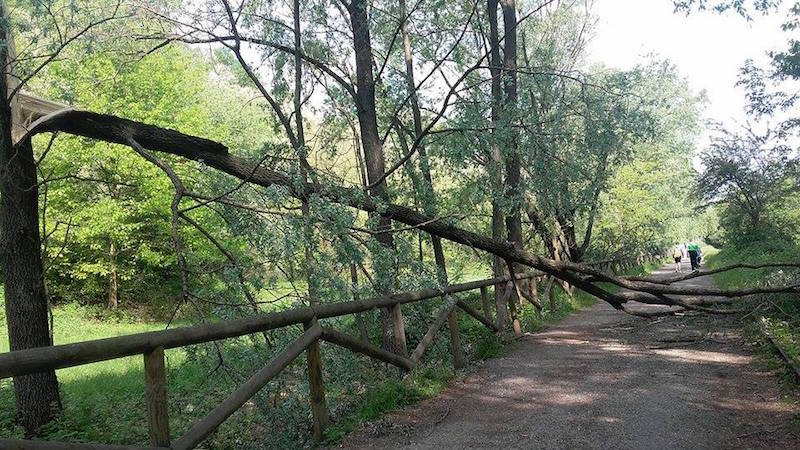 Alberi caduti sulla Ciclopedonale