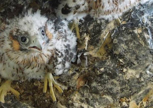 falco appena nato