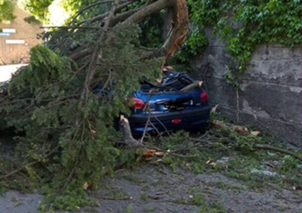 Castellanza, albero caduto in via Piola