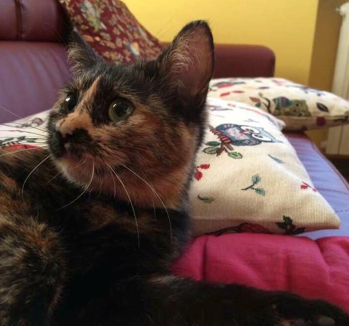 Gattina