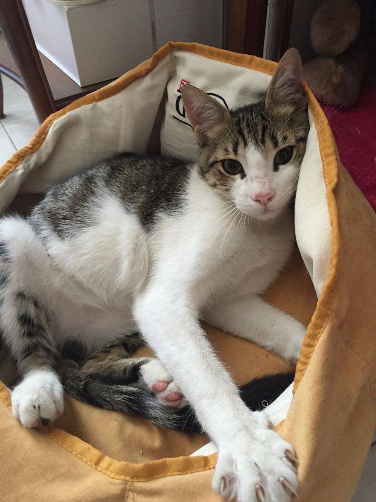 Gatto scomparso a Solbiate