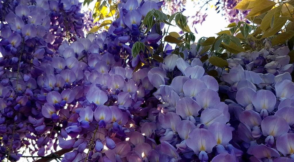 Glicini