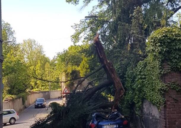 Forte vento, cadono gli alberi a Legnano e Castellanza
