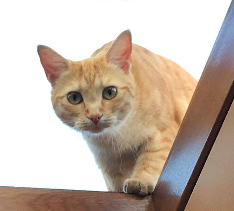 Maya