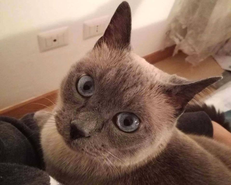 Molly