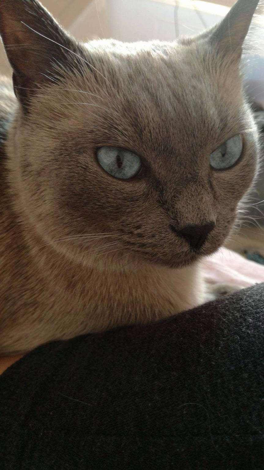 Molly