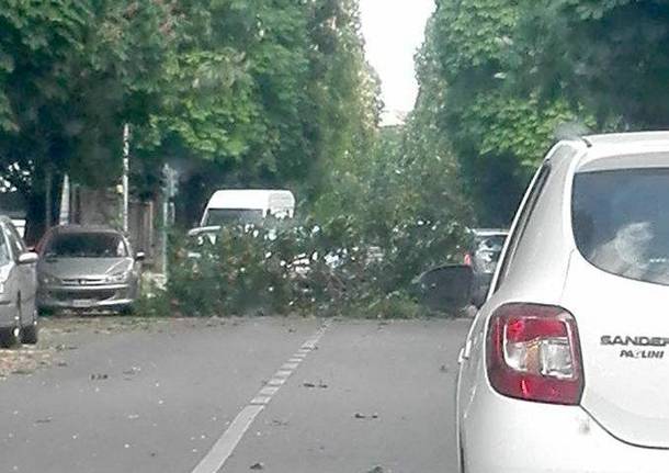 piante cadute busto arsizio