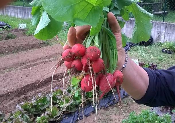 L’orto didattico di Vedano Olona