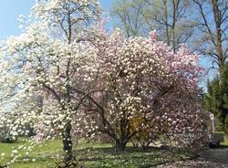 Borri costruzione giardini