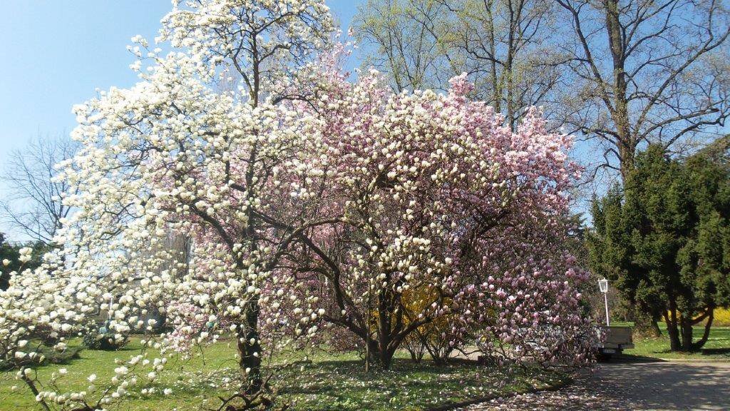Borri costruzione giardini
